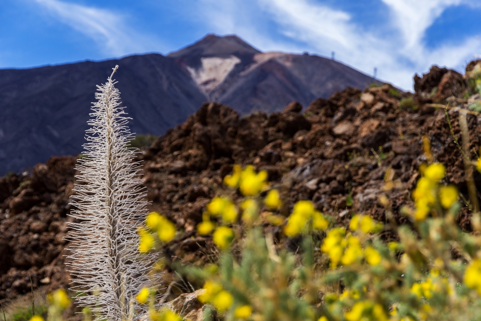 Mittwochsblümchen vom Teide - Teneriffa