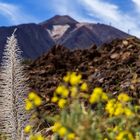 Mittwochsblümchen vom Teide - Teneriffa