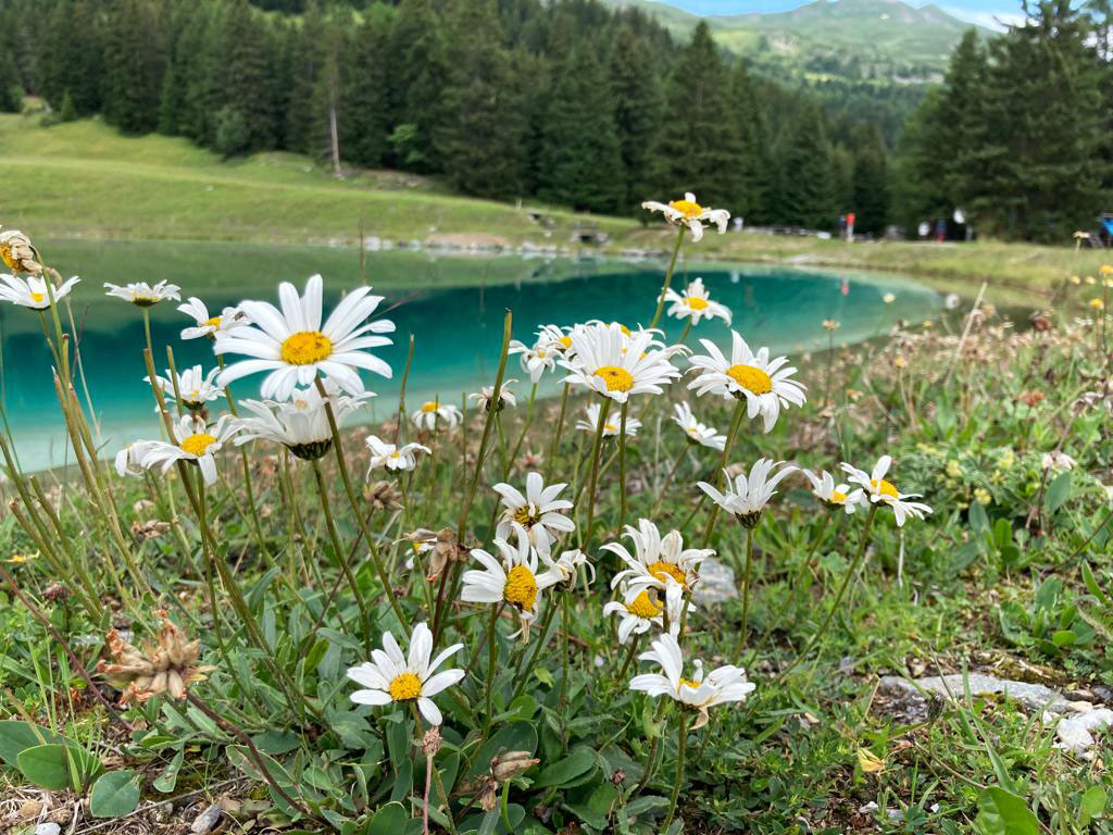 Mittwochsblümchen von der Lenzerheide.