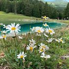 Mittwochsblümchen von der Lenzerheide.