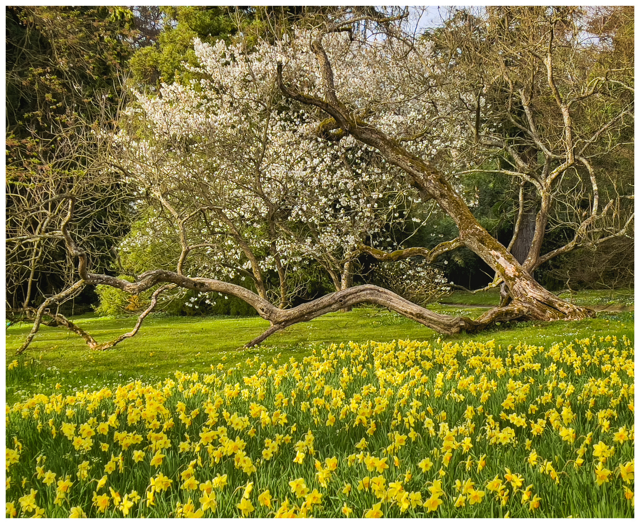 Mittwochsblümchen von der Mainau