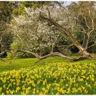 Mittwochsblümchen von der Mainau