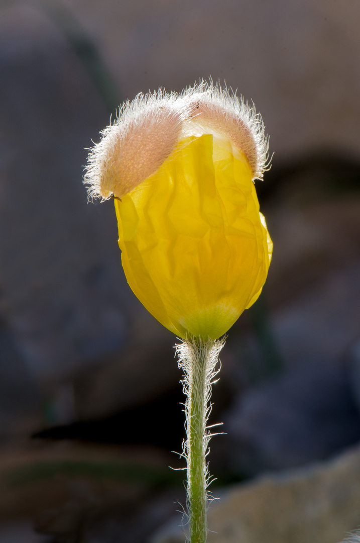 Mittwochsblümchen von der Nordseite des Mont Ventoux