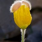 Mittwochsblümchen von der Nordseite des Mont Ventoux