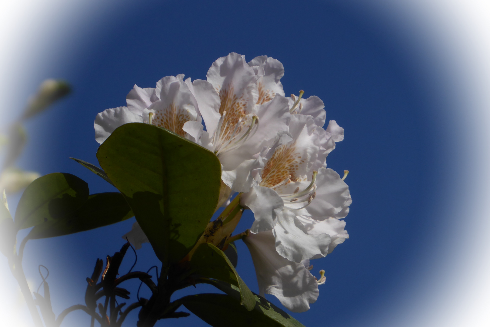 Mittwochsblümchen vor blauem Himmel