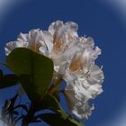 Mittwochsblümchen vor blauem Himmel