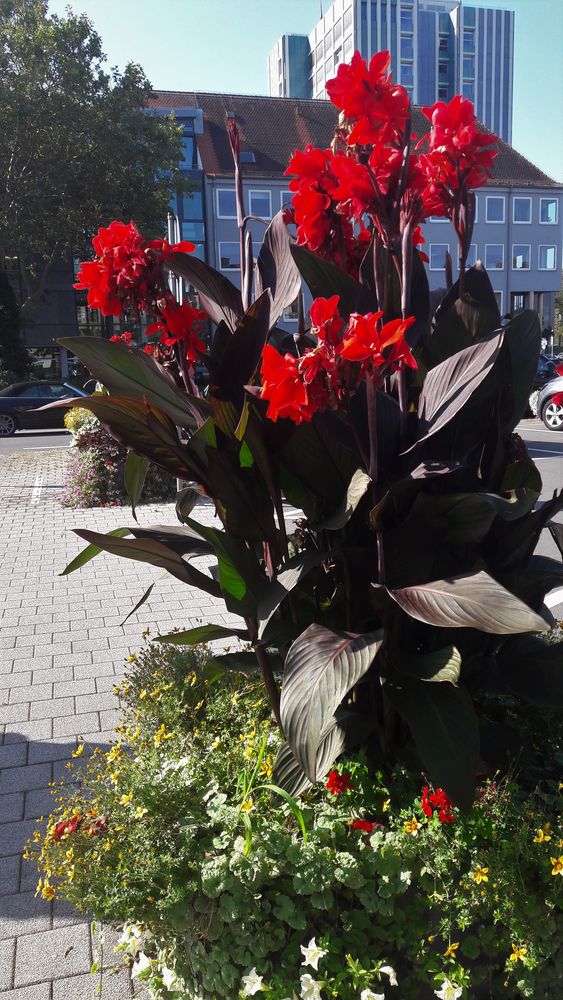 Mittwochsblümchen vor dem Rathaus in  Bayreuth 11.09.2019