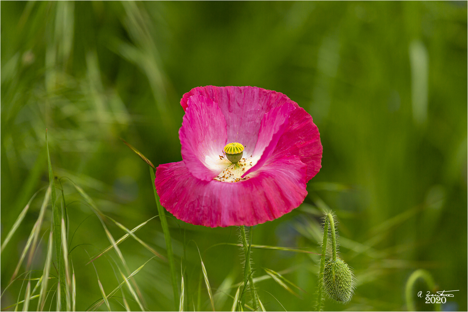  Mittwochsblümchen vor der Verabschiedung