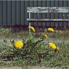 Mittwochsblümchen vor marodem Hintergrund