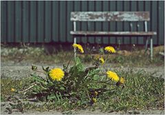 Mittwochsblümchen vor marodem Hintergrund