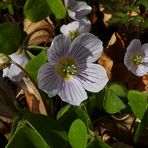 Mittwochsblümchen: Wald-Sauerklee