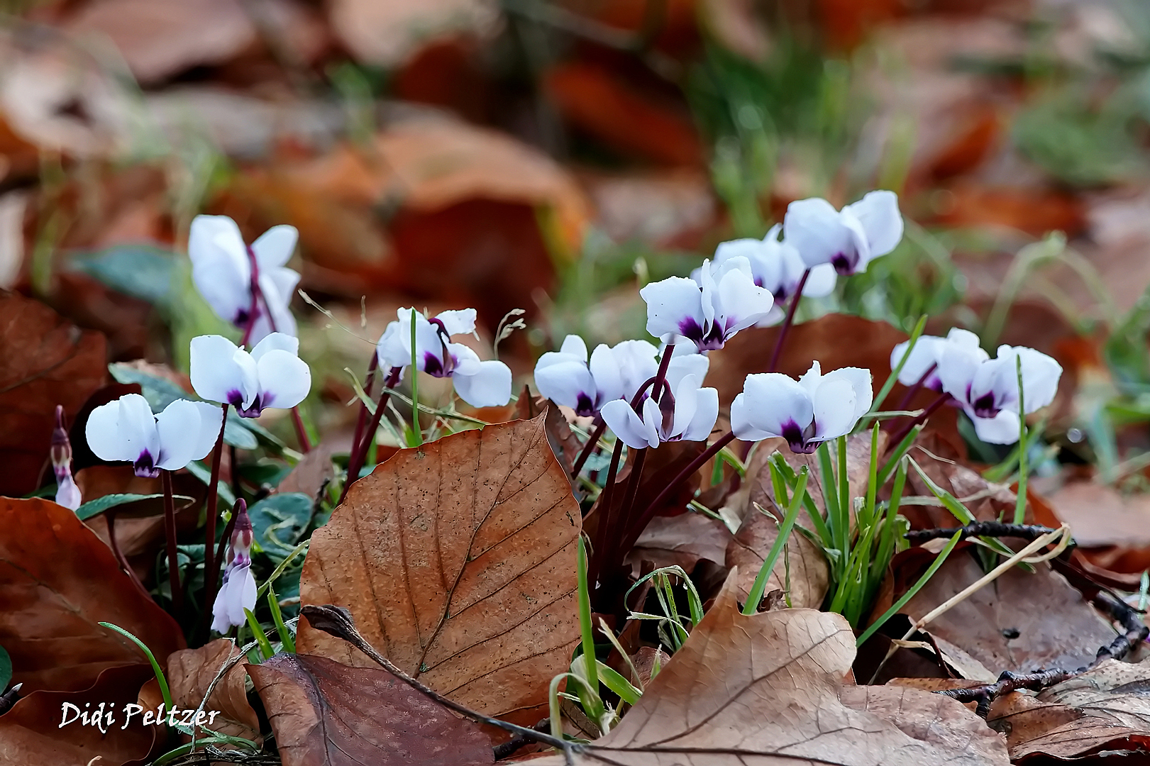 Mittwochsblümchen: Waldalpenveilchen ...