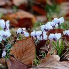 Mittwochsblümchen: Waldalpenveilchen ...