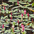 Mittwochsblümchen: Wasser-Knöterich