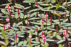 Mittwochsblümchen: Wasser-Knöterich