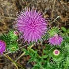 Mittwochsblümchen - Weg-Distel