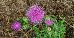 Mittwochsblümchen - Weg-Distel