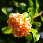 Mittwochsblümchen - Weibliche Granatapfelblüte auf einem Weingut in Italien