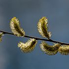 Mittwochsblümchen - Weidenkätzchen