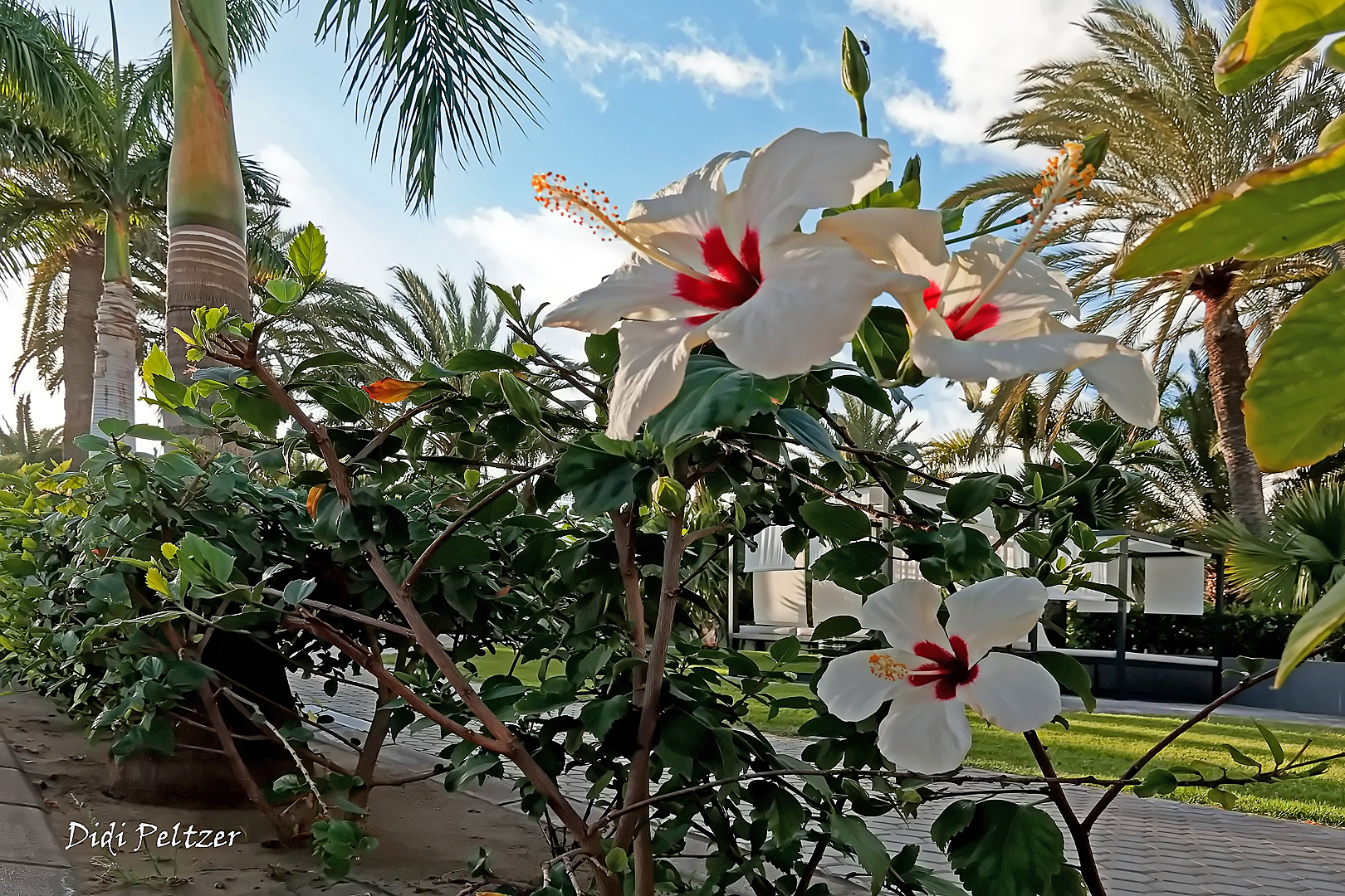 Mittwochsblümchen: Weiß-rote Hibiskusblüten ...