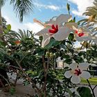 Mittwochsblümchen: Weiß-rote Hibiskusblüten ...