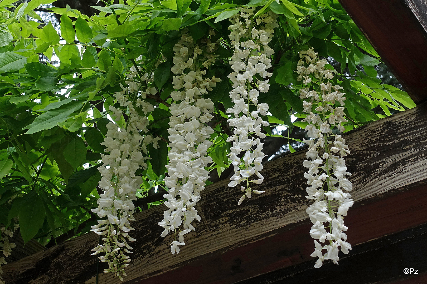 Mittwochsblümchen: Weißblühende Glyzinie (Wisteria) ...