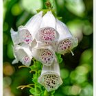 Mittwochsblümchen - Weißblühender Fingerhut