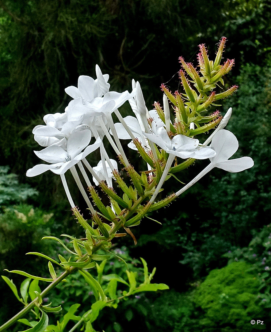 Mittwochsblümchen: Weißblühender Kap-Bleiwurz (Plumbago auriculata alba) ...