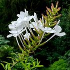 Mittwochsblümchen: Weißblühender Kap-Bleiwurz (Plumbago auriculata alba) ...