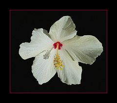 Mittwochsblümchen- Weiße Hibiskusblüte  