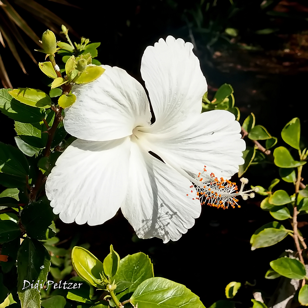 Mittwochsblümchen: Weiße Hibiskusblüte ...