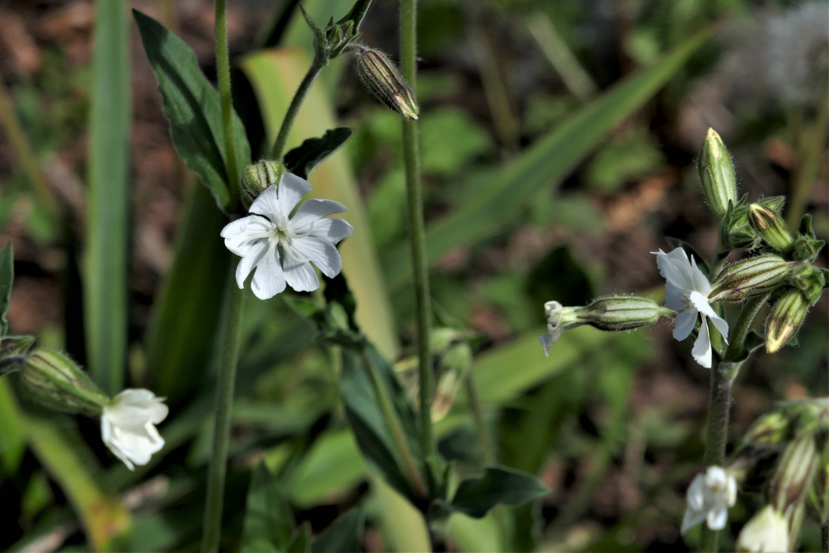 Mittwochsblümchen: Weiße Lichtnelke
