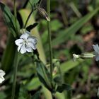 Mittwochsblümchen: Weiße Lichtnelke