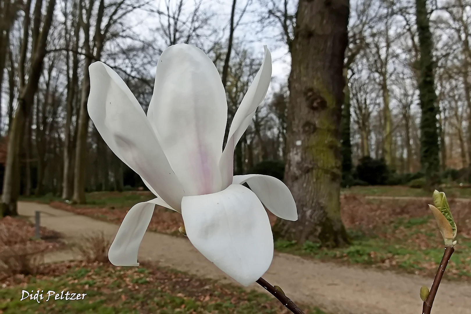 Mittwochsblümchen: Weiße Magnolienblüte ...