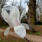 Mittwochsblümchen: Weiße Magnolienblüte ...