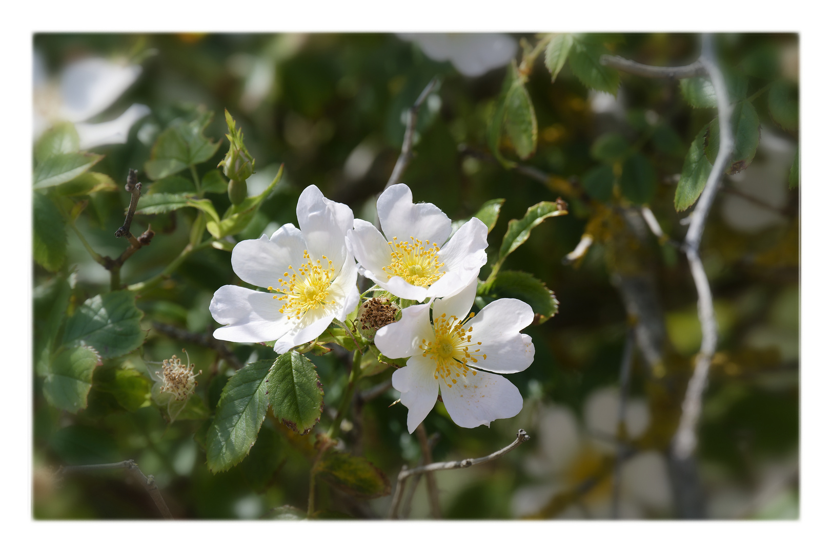 Mittwochsblümchen - weiße Wildrose