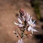 Mittwochsblümchen - weißer Affodil