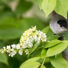 Mittwochsblümchen: Weißer Flieder mit Besucher