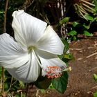 Mittwochsblümchen: Weißer Hibiskus ...