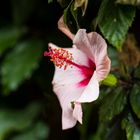 Mittwochsblümchen - weißer Hibiskus