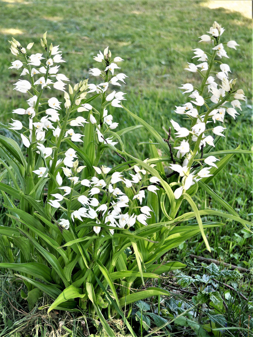 Mittwochsblümchen: Weißes Waldvöglein 