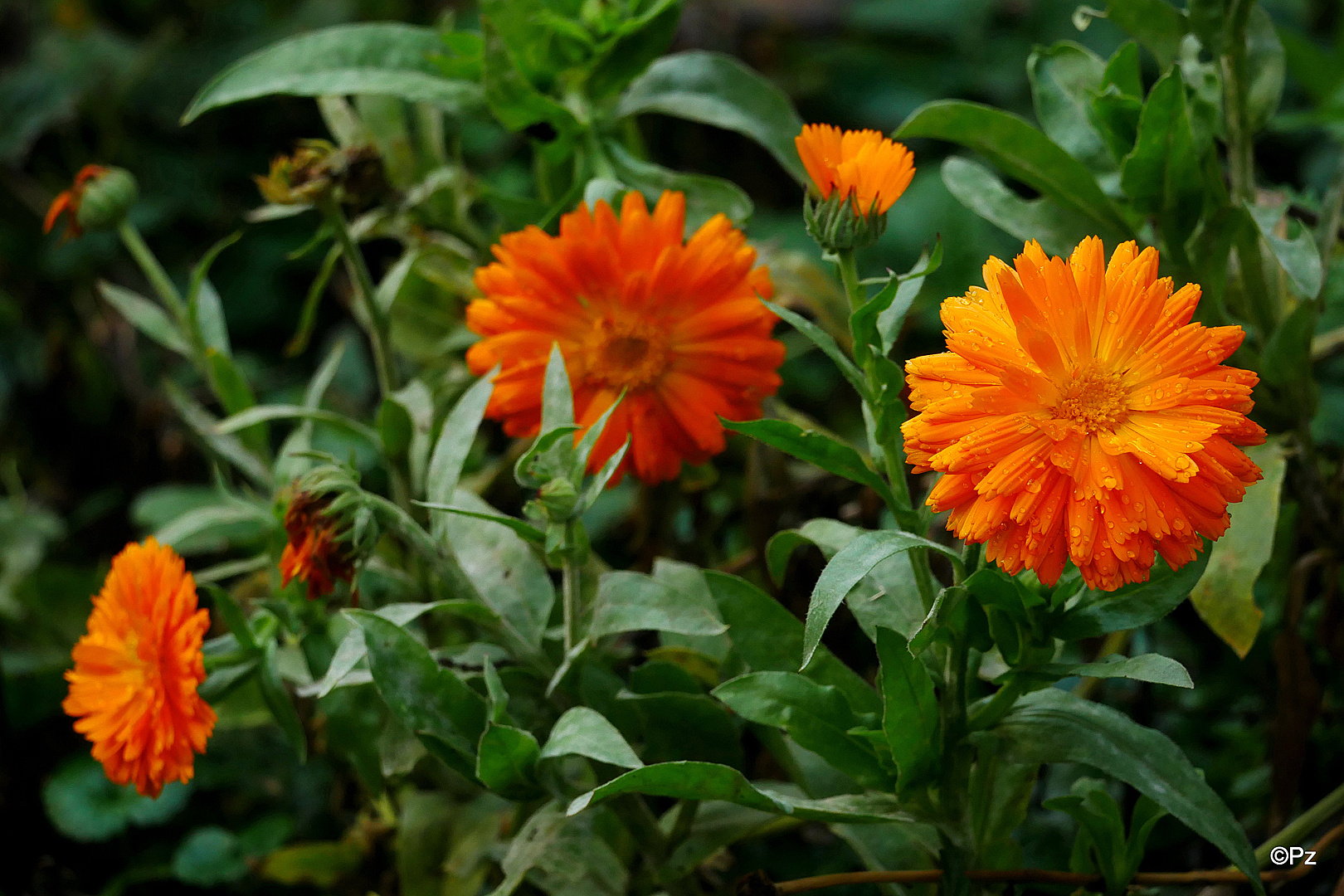 Mittwochsblümchen: Welkende Herbstblumen ...