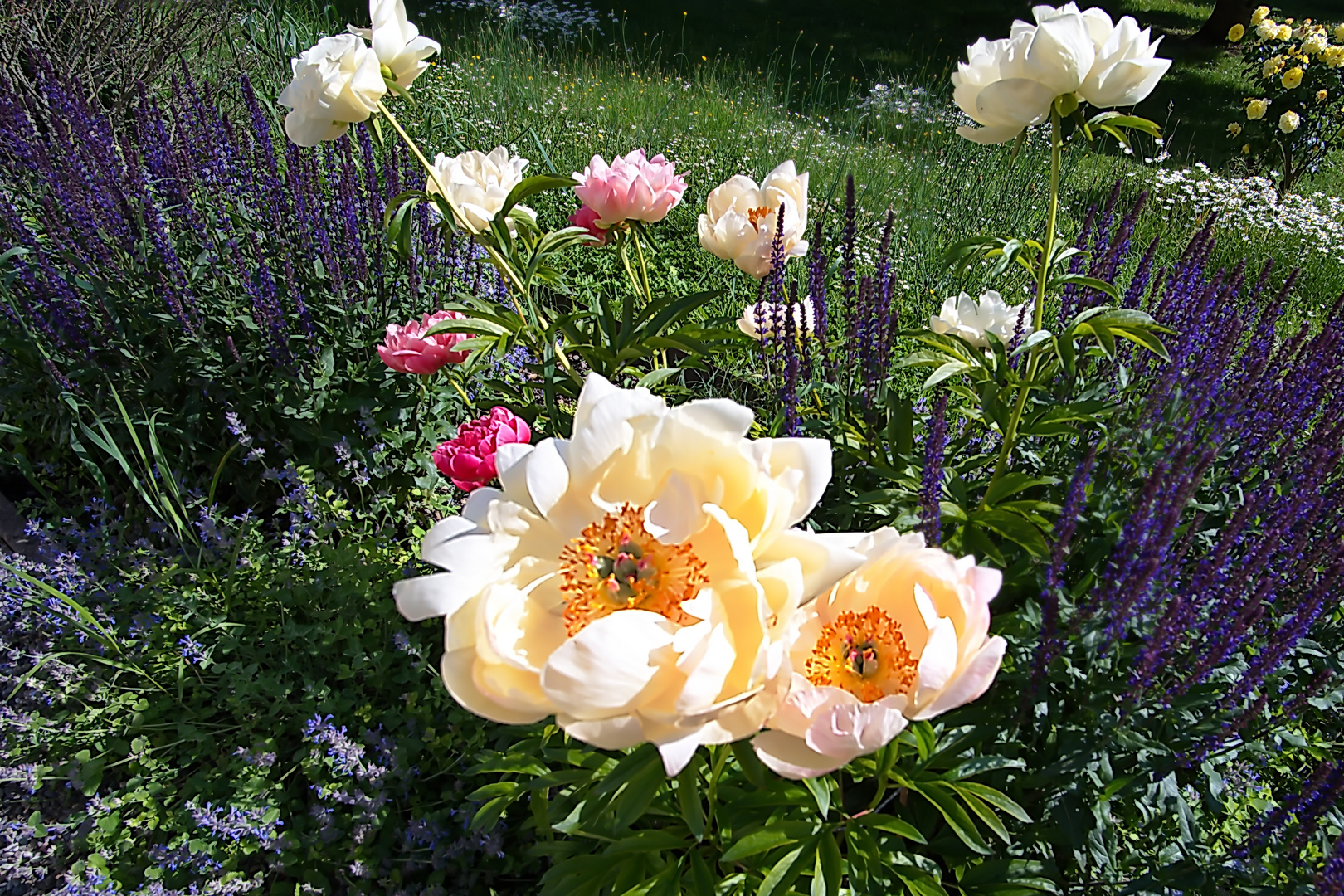 Mittwochsblümchen - Wenn einen solche Rosenpracht anlacht