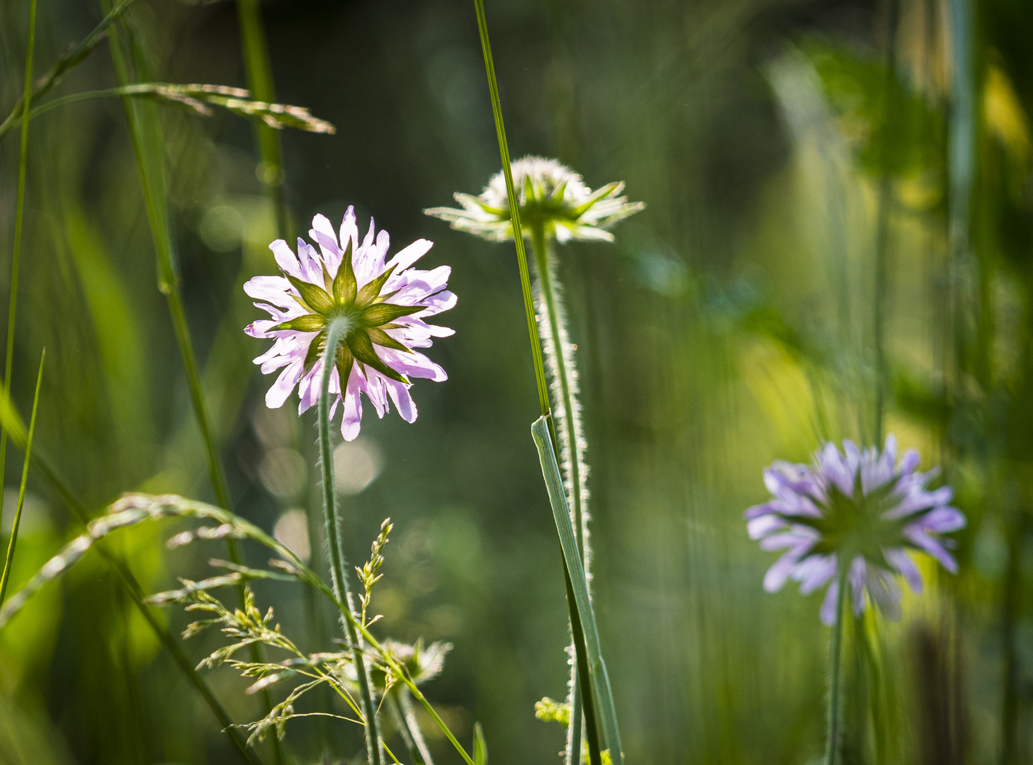 Mittwochsblümchen - Wiesenblüten