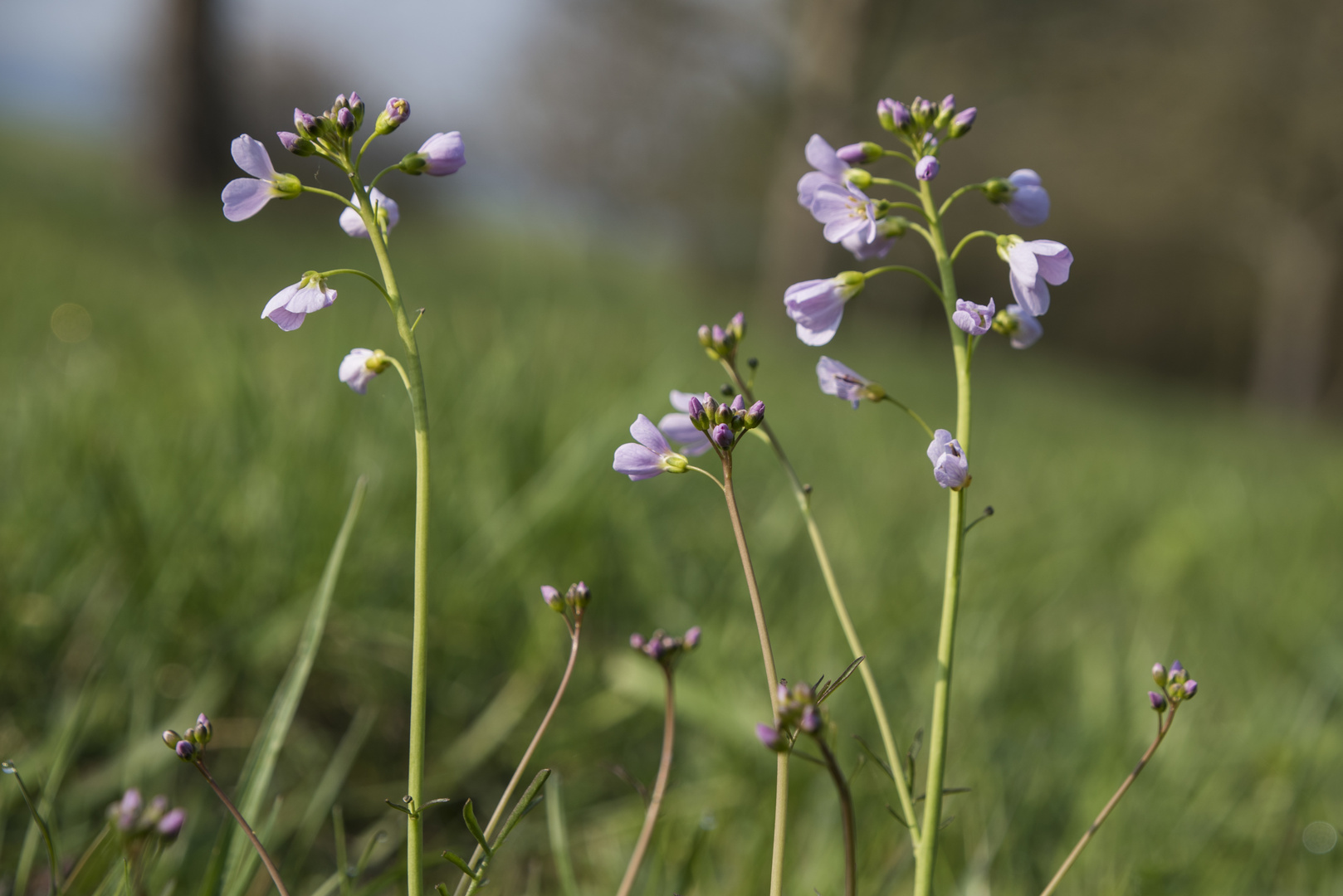 Mittwochsblümchen: Wiesenschaumkraut