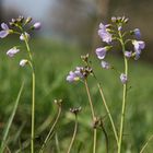 Mittwochsblümchen: Wiesenschaumkraut