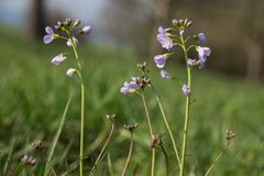 Mittwochsblümchen: Wiesenschaumkraut