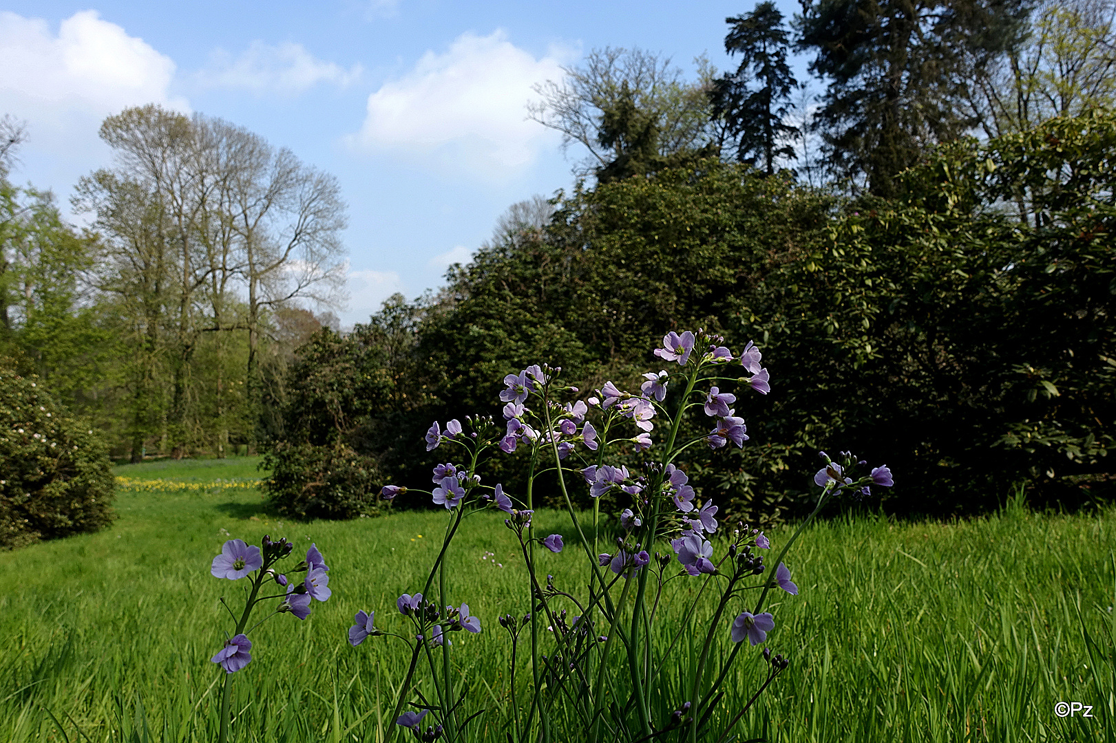 Mittwochsblümchen: Wiesenschaumkraut (Cardamine pratensis) ...