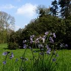 Mittwochsblümchen: Wiesenschaumkraut (Cardamine pratensis) ...