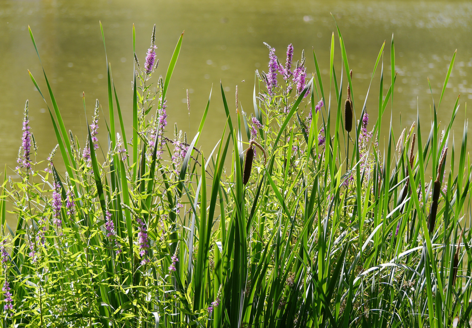 Mittwochsblümchen wild und wunderschön